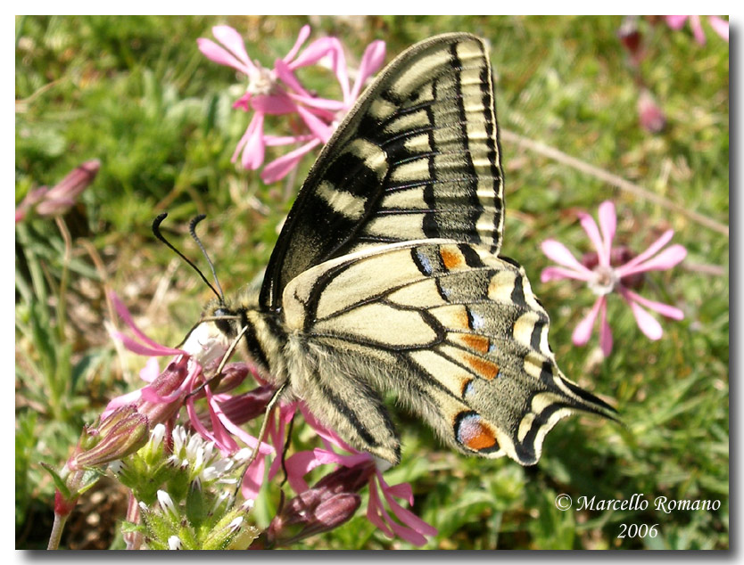 Farfalle diurne di primavera